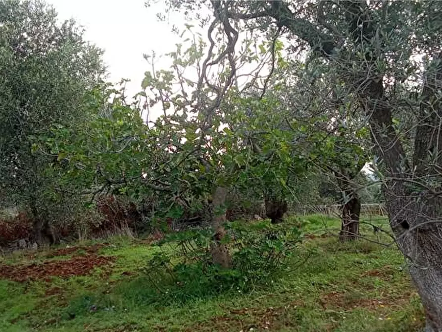 Immagine 1 di Terreno in vendita  a Sannicandro Garganico