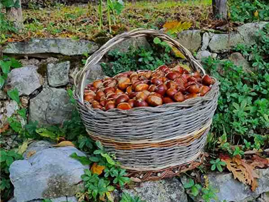 Immagine 2 di Terreno in vendita  a Sannicandro Garganico