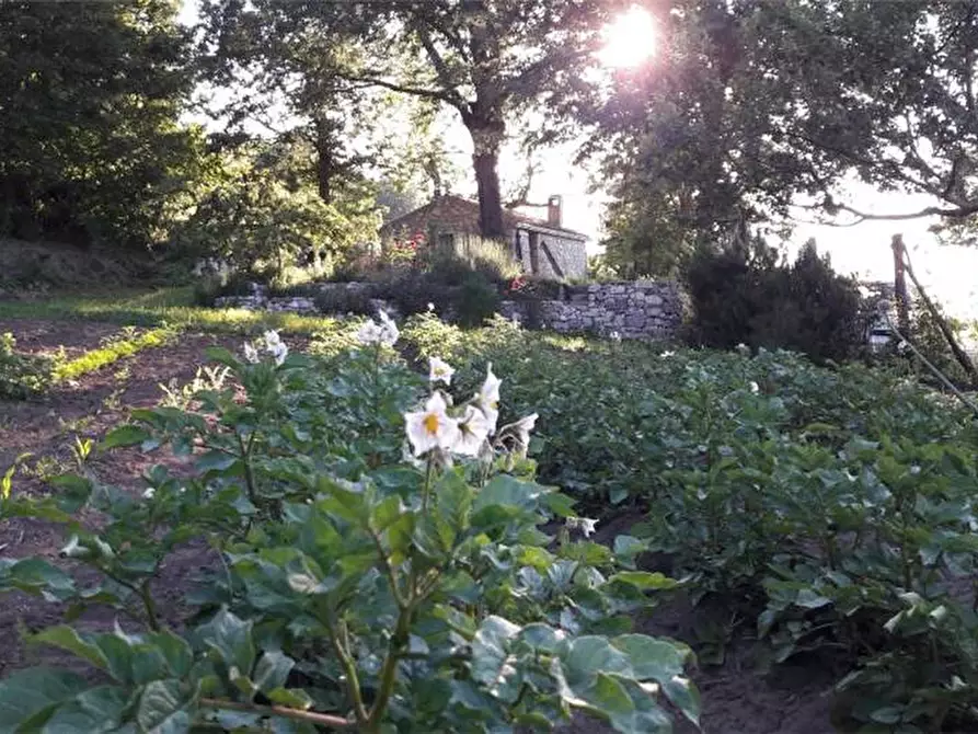 Immagine 4 di Terreno in vendita  a Sannicandro Garganico