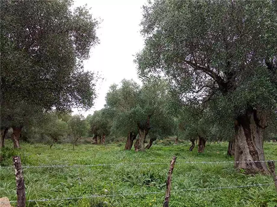 Immagine 1 di Terreno in vendita  a Sannicandro Garganico