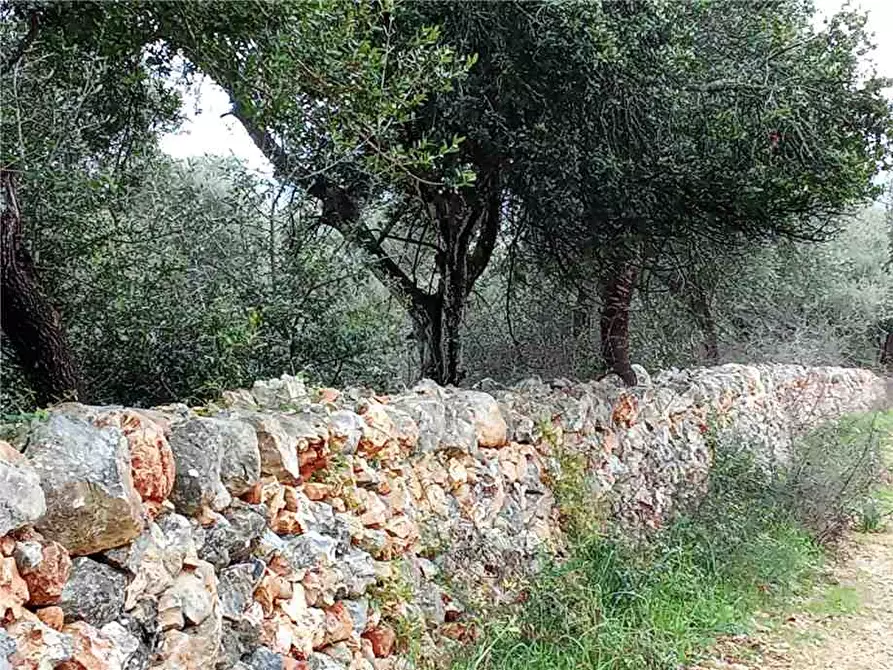 Immagine 2 di Terreno in vendita  a Sannicandro Garganico