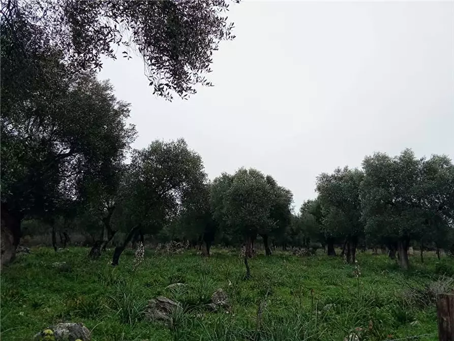 Immagine 3 di Terreno in vendita  a Sannicandro Garganico
