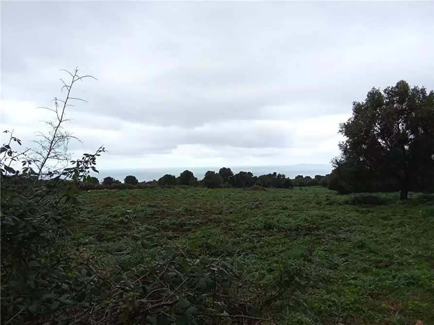Immagine 4 di Terreno in vendita  a Sannicandro Garganico