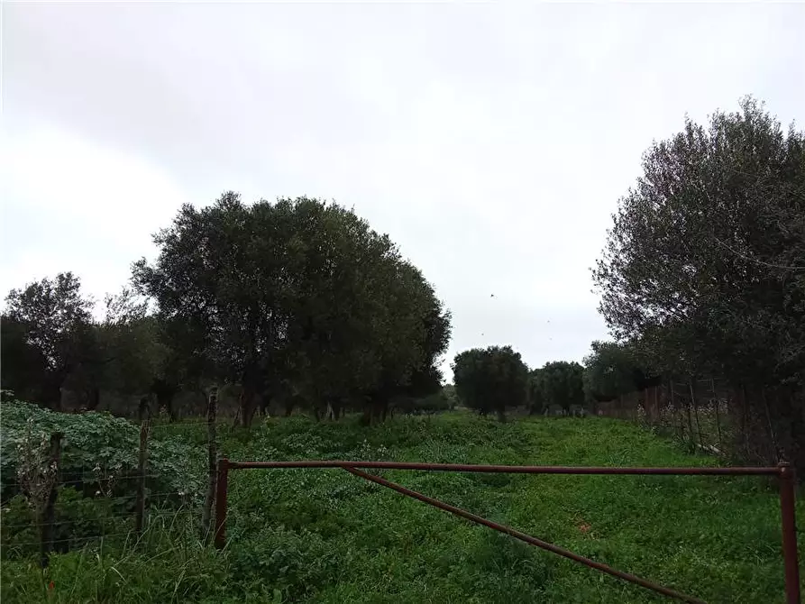 Immagine 5 di Terreno in vendita  a Sannicandro Garganico