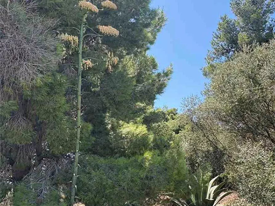 Immagine 8 di Rustico / casale in vendita  in Loc. STRADA VICINALE DEL MOSTO a Casteldaccia