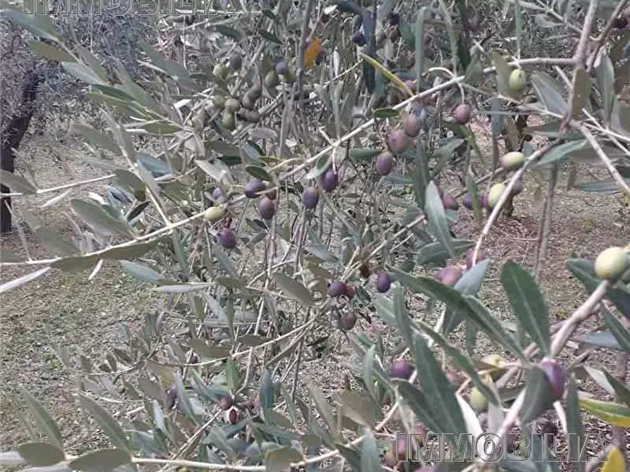 Immagine 2 di Terreno in vendita  a Monterchi