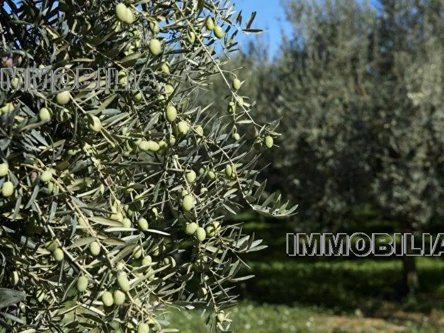 Immagine 1 di Terreno in vendita  a Citerna