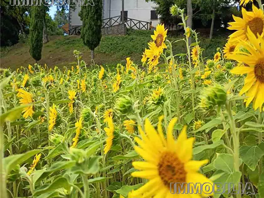 Immagine 24 di Rustico / casale in vendita  a Caprese Michelangelo
