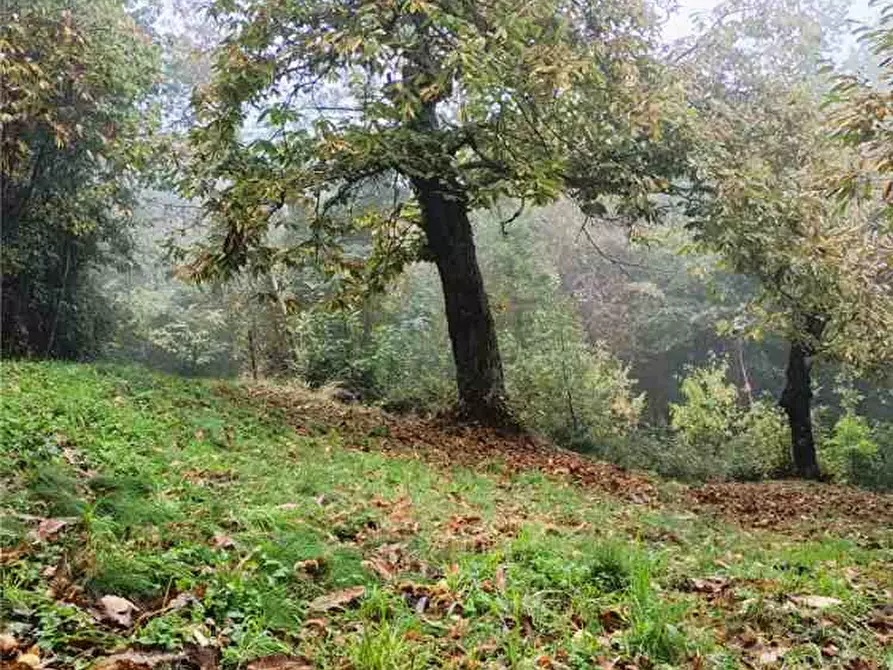 Immagine 28 di Rustico / casale in vendita  a Caprese Michelangelo