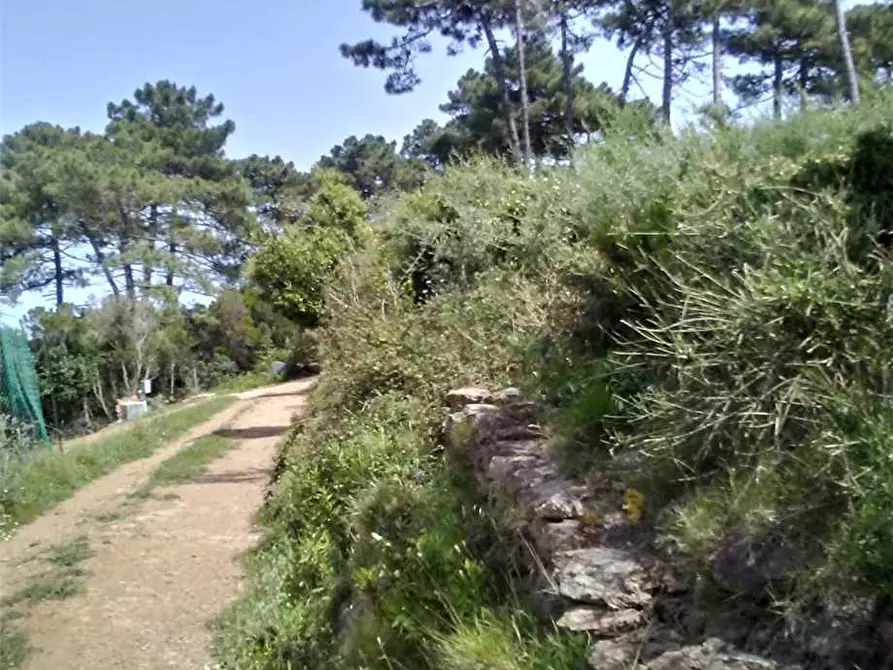 Immagine 5 di Terreno in vendita  a Capoliveri