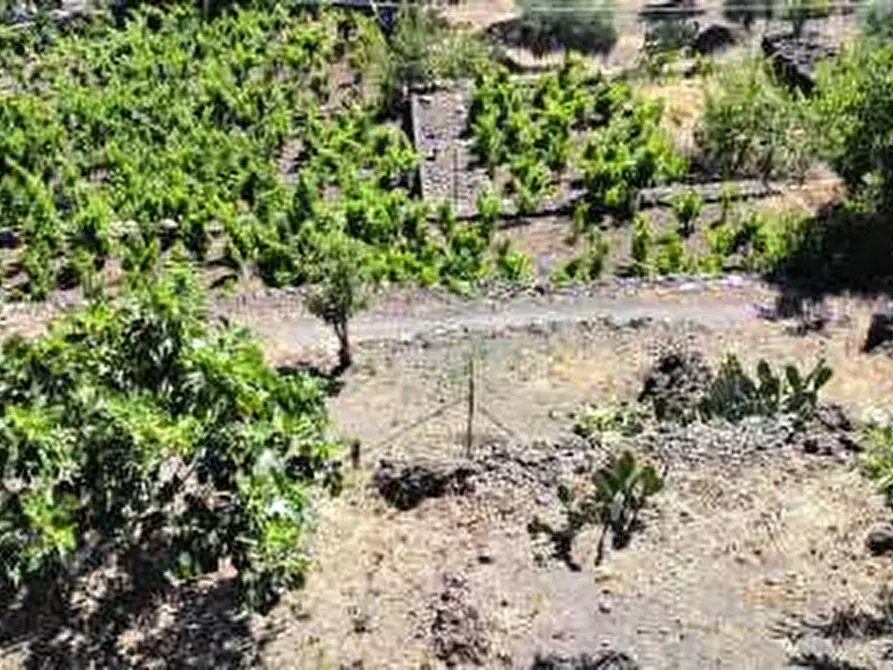 Immagine 4 di Villa in vendita  a Biancavilla