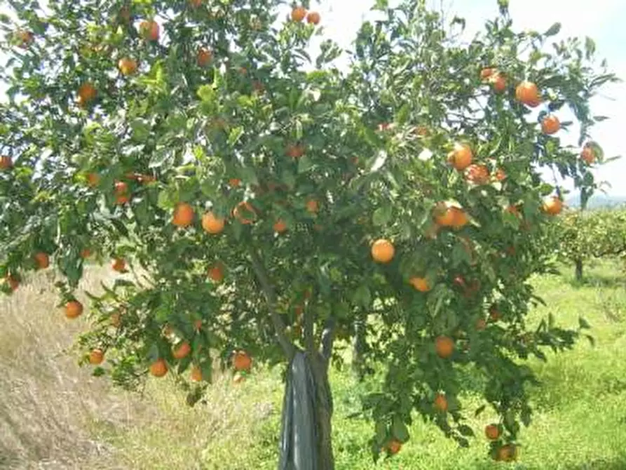 Immagine 2 di Terreno in vendita  a Catenanuova