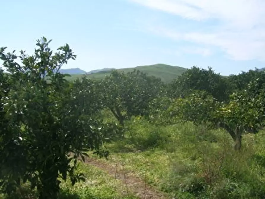 Immagine 3 di Terreno in vendita  a Catenanuova