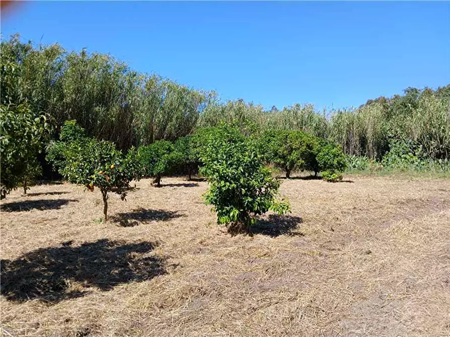 Immagine 2 di Villa in vendita  a Arborea