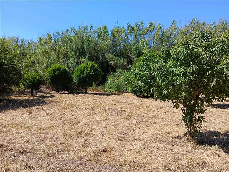 Immagine 3 di Villa in vendita  a Arborea