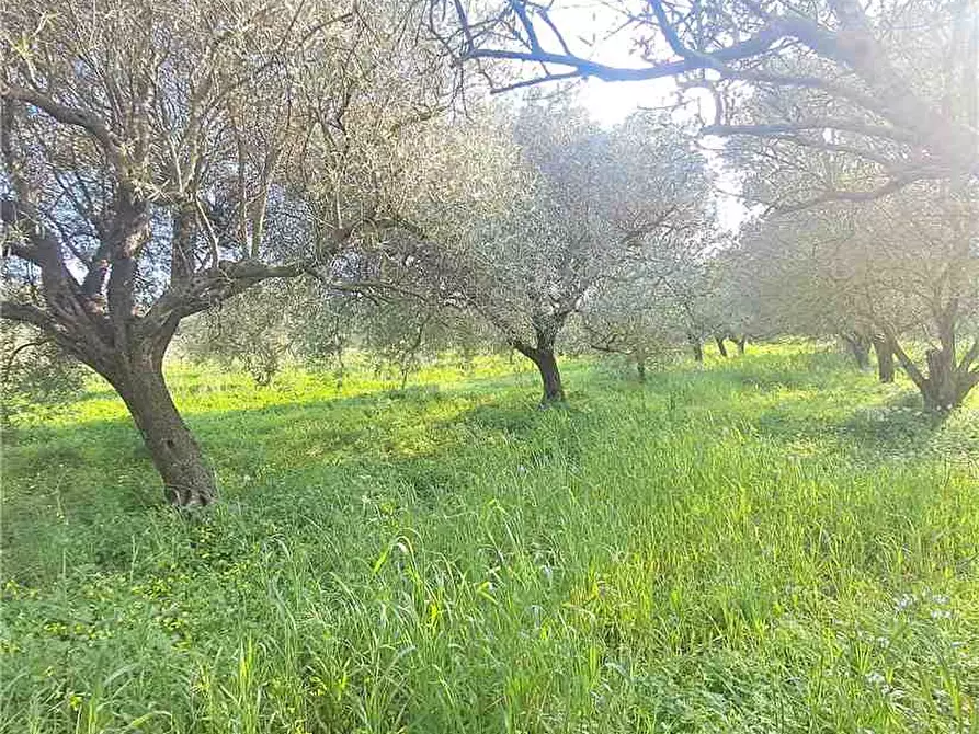 Immagine 2 di Deposito in vendita  a Narbolia