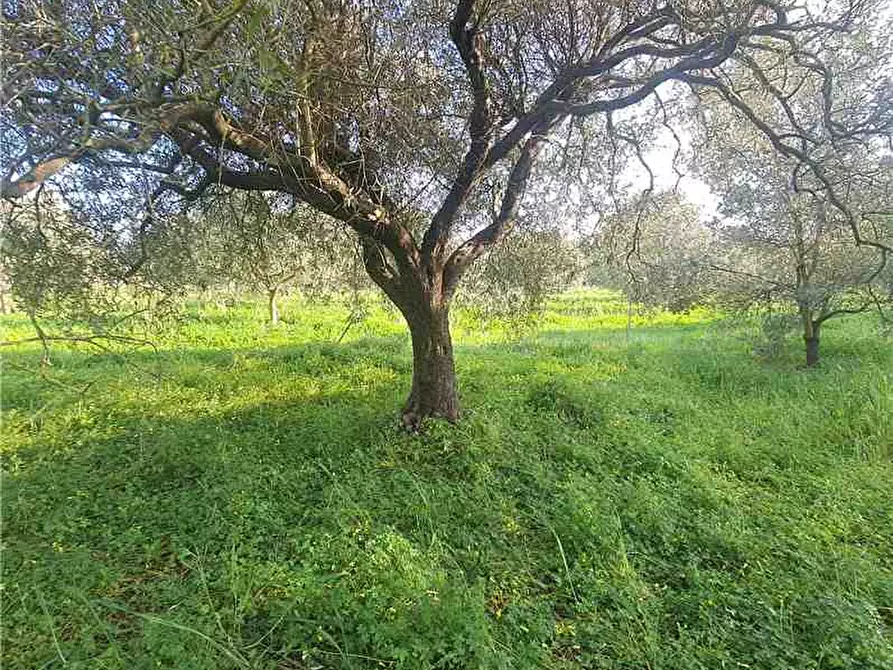 Immagine 4 di Deposito in vendita  a Narbolia
