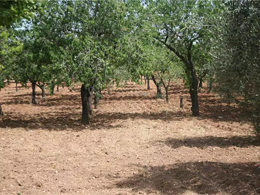 Immagine 5 di Rustico / casale in vendita  in Via CDA VOLPIGLIA, SN a Noto