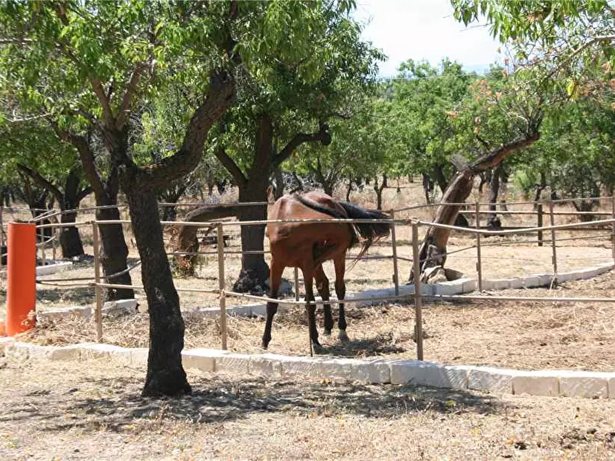 Immagine 8 di Attività commerciale in vendita  in Via C/DA ZISOLA, SN a Noto