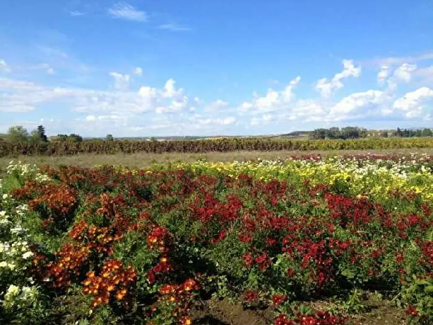 Immagine 4 di Attività commerciale in vendita  in Loc. C/DA BARONI a Noto