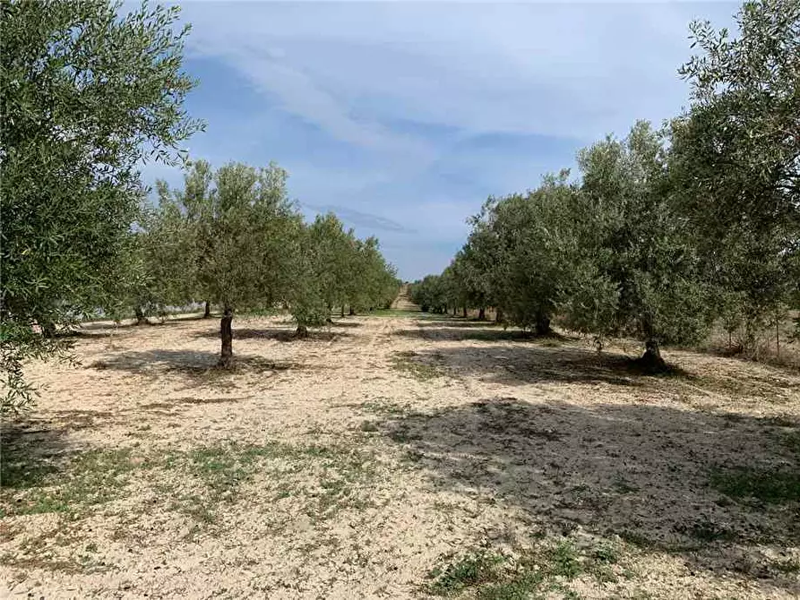 Immagine 2 di Terreno in vendita  in Via CDA BARONI a Noto