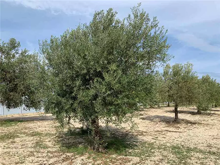 Immagine 4 di Terreno in vendita  in Via CDA BARONI a Noto