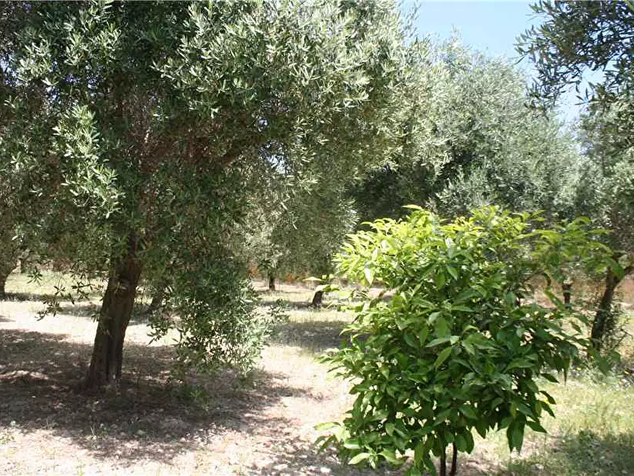Immagine 3 di Stabile in vendita  in Loc. CONTRADA GIOI, SN a Noto