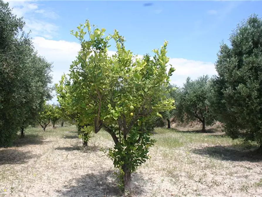 Immagine 4 di Stabile in vendita  in Loc. CONTRADA GIOI, SN a Noto