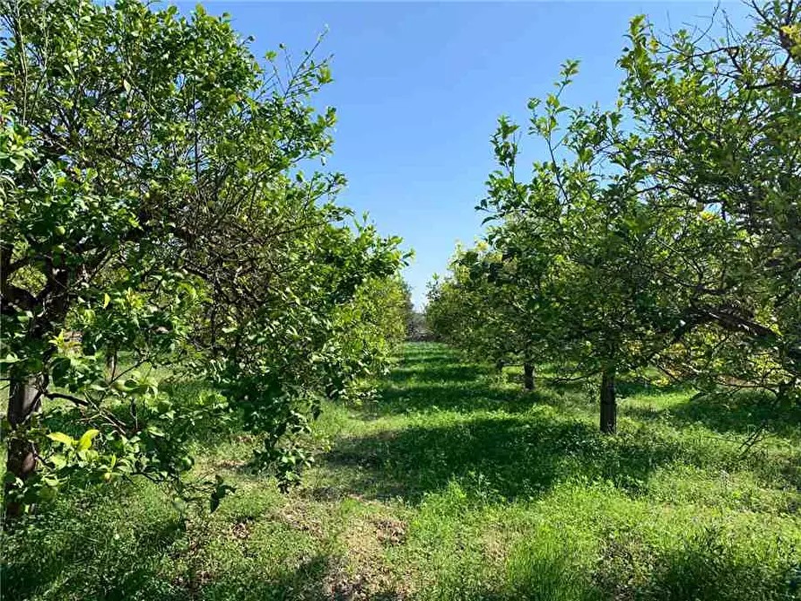 Immagine 3 di Terreno in vendita  in Loc. CDA CAPPELLO a Noto