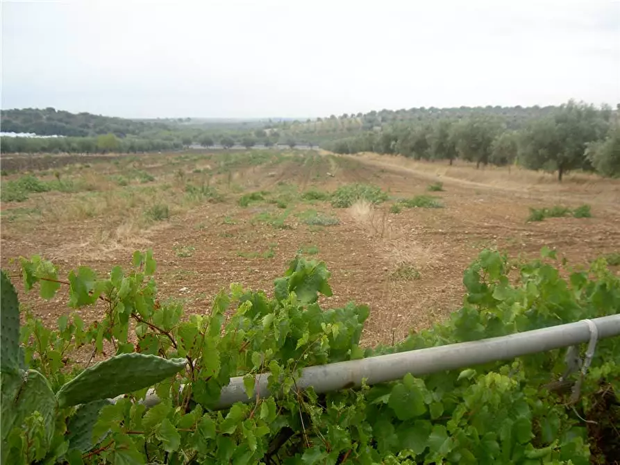 Immagine 12 di Terreno in vendita  in Loc. CDA BENUINI, SN a Noto