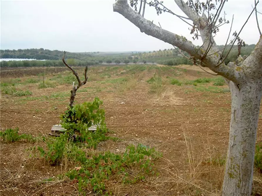 Immagine 4 di Terreno in vendita  in Loc. CDA BENUINI, SN a Noto