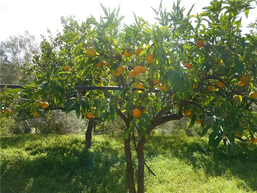 Immagine 6 di Terreno in vendita  in Via CDA PORTELLI, SN a Noto