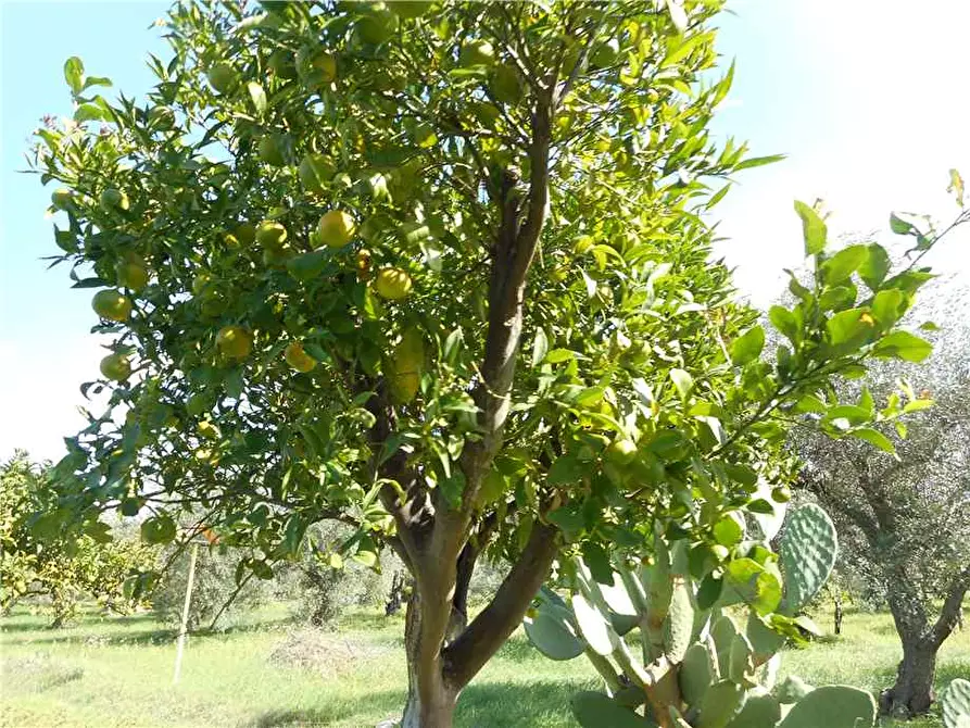 Immagine 8 di Terreno in vendita  in Via CDA PORTELLI, SN a Noto