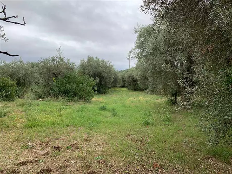 Immagine 4 di Terreno in vendita  in Loc. Piano Milo, sn a Noto