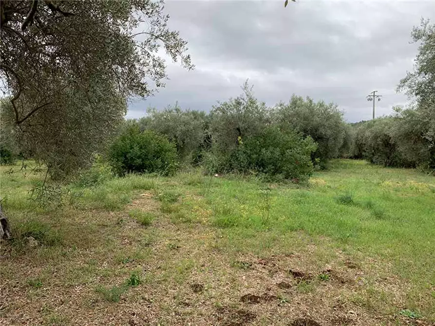 Immagine 5 di Terreno in vendita  in Loc. Piano Milo, sn a Noto