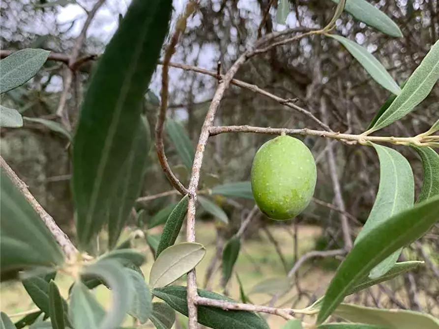 Immagine 6 di Terreno in vendita  in Loc. Piano Milo, sn a Noto
