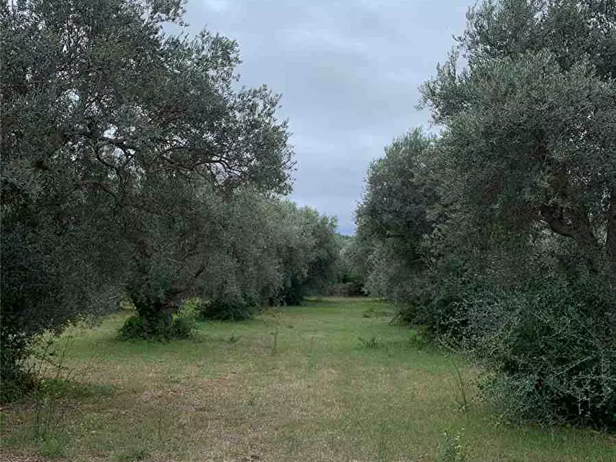 Immagine 8 di Terreno in vendita  in Loc. Piano Milo, sn a Noto