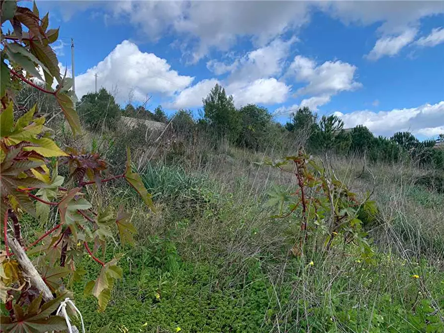 Immagine 4 di Terreno in vendita  in Loc. San Corrado/Baronazzo, sn a Noto