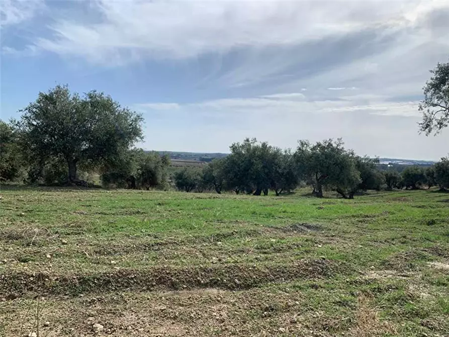 Immagine 10 di Terreno in vendita  in Loc. C/da Baroni, sn a Noto