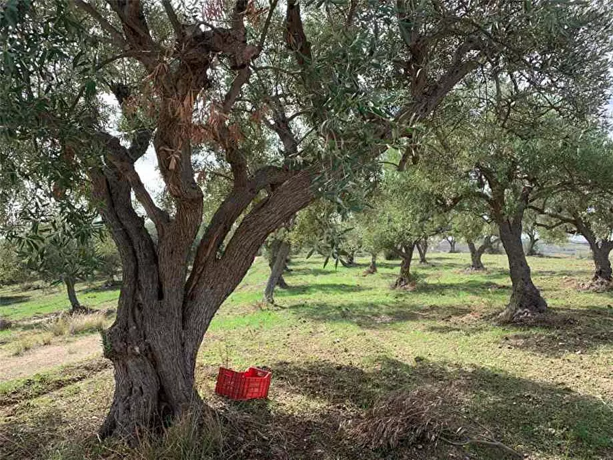 Immagine 11 di Terreno in vendita  in Loc. C/da Baroni, sn a Noto