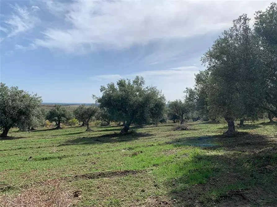 Immagine 13 di Terreno in vendita  in Loc. C/da Baroni, sn a Noto