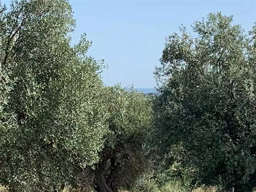 Immagine 14 di Terreno in vendita  in Loc. C/da Baroni, sn a Noto