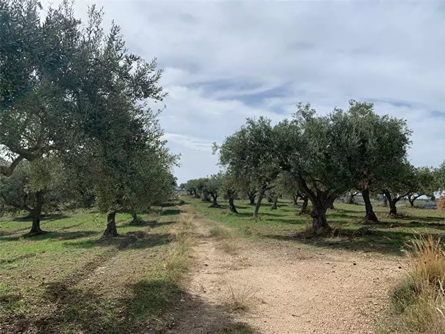 Immagine 15 di Terreno in vendita  in Loc. C/da Baroni, sn a Noto