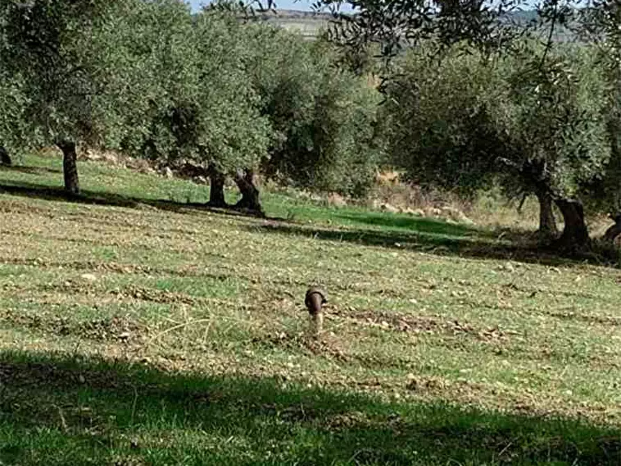 Immagine 3 di Terreno in vendita  in Loc. C/da Baroni, sn a Noto