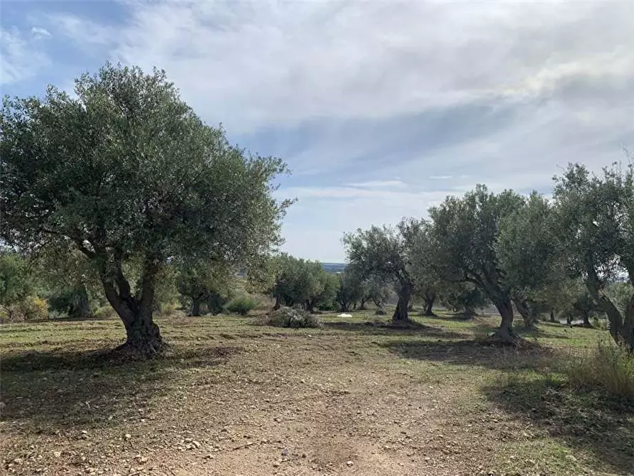 Immagine 4 di Terreno in vendita  in Loc. C/da Baroni, sn a Noto