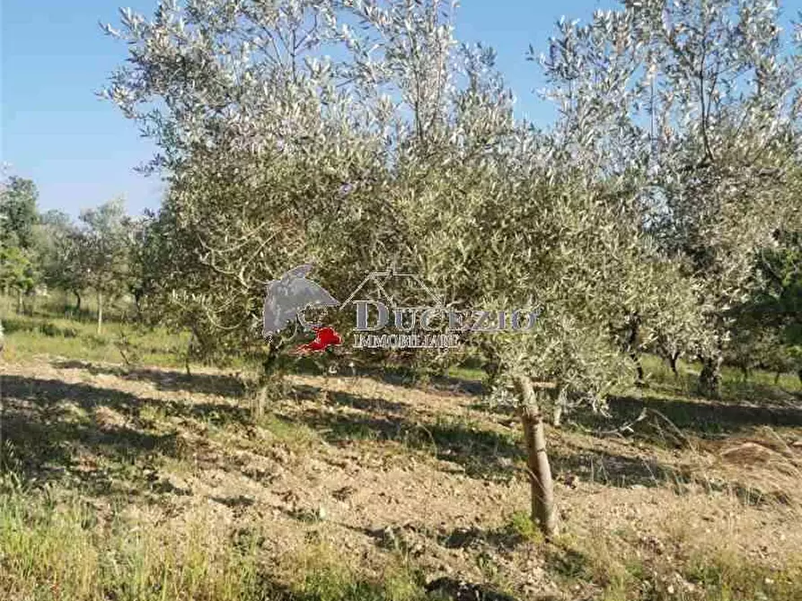 Immagine 10 di Terreno in vendita  in Loc. San Paolo, SN a Noto