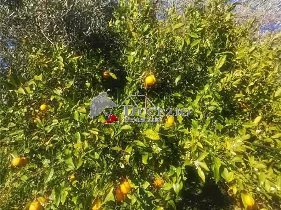Immagine 7 di Terreno in vendita  in Loc. San Paolo, SN a Noto
