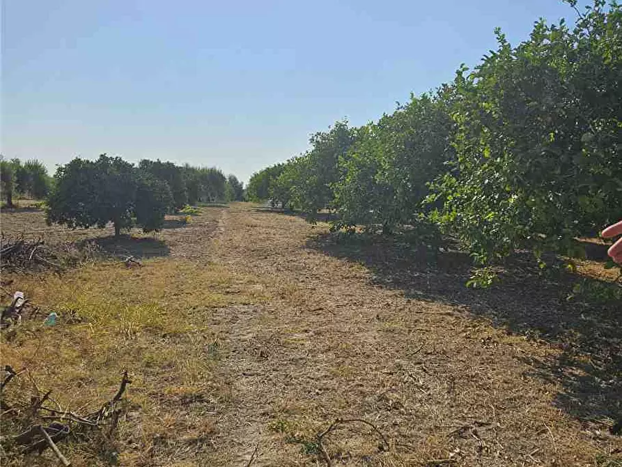 Immagine 10 di Villa in vendita  in Loc. Madonna Marina, sn a Noto