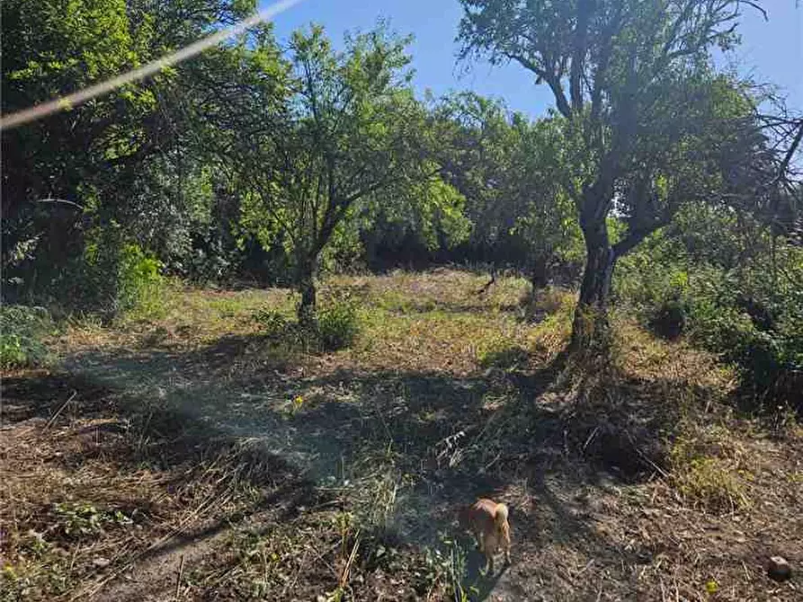 Immagine 5 di Terreno in vendita  in Loc. C/da Bulsulmone, sn a Noto