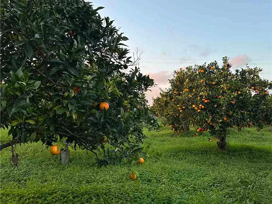 Immagine 6 di Terreno in vendita  in Loc. Contrada Cocca, s.n. a Noto